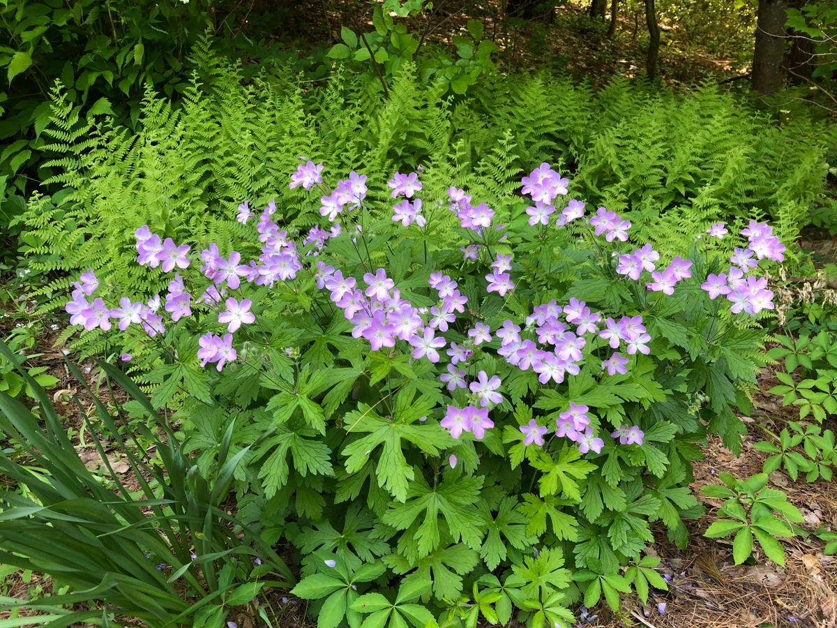 G5015 Geranium Maculatum 15 Df151404 6778 4d40 84db 8040e5444a18 from www redcrocus com
