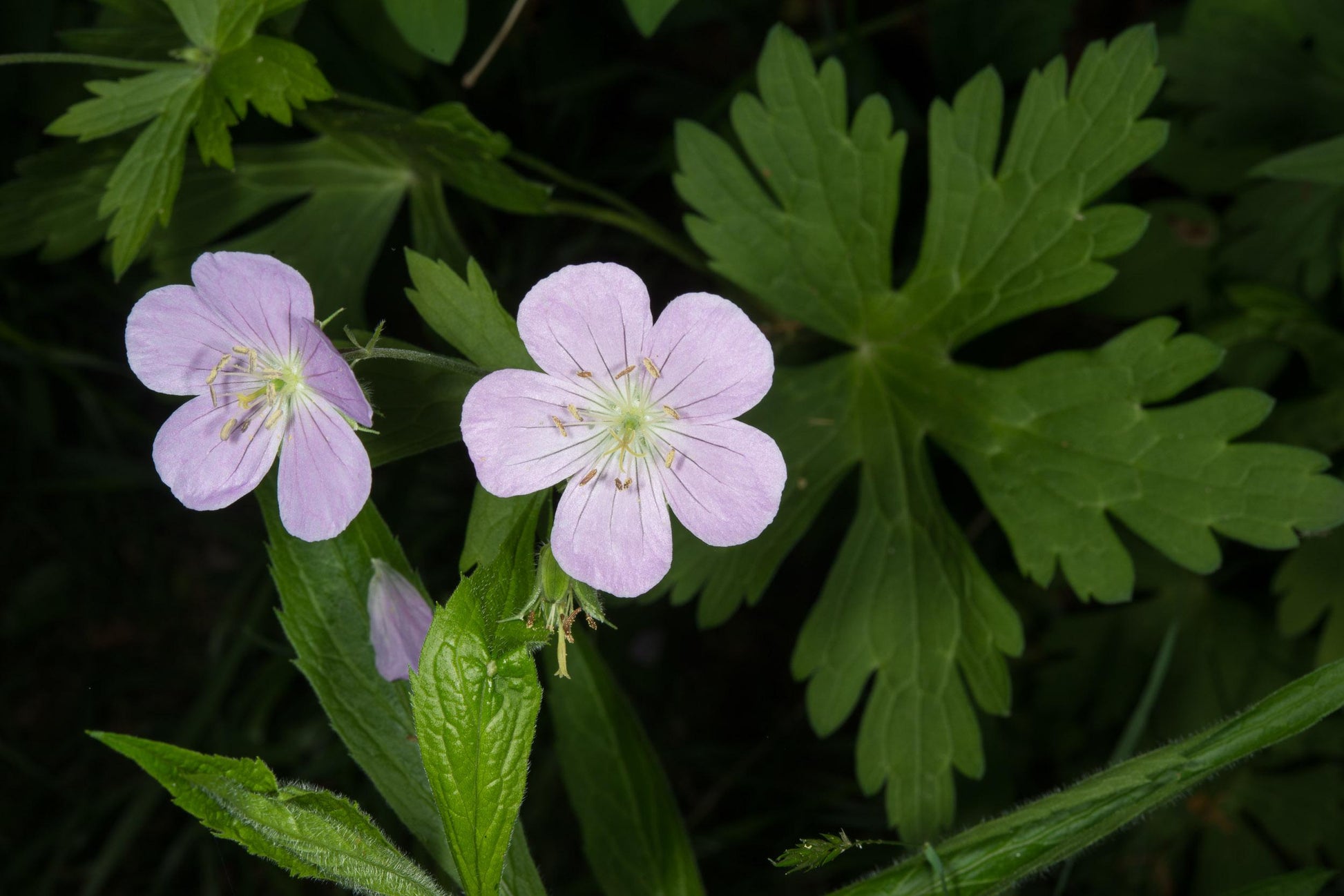 G5015 Geranium Maculatum 16 E2263132 6185 4648 B7f2 95276d7a52da from www redcrocus com