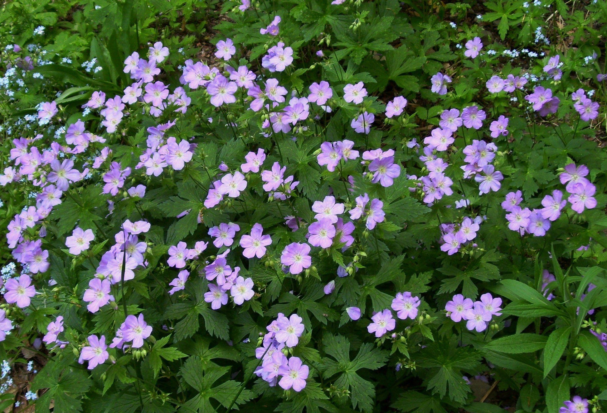 G5015 Geranium Maculatum - View 17 from www redcrocus com