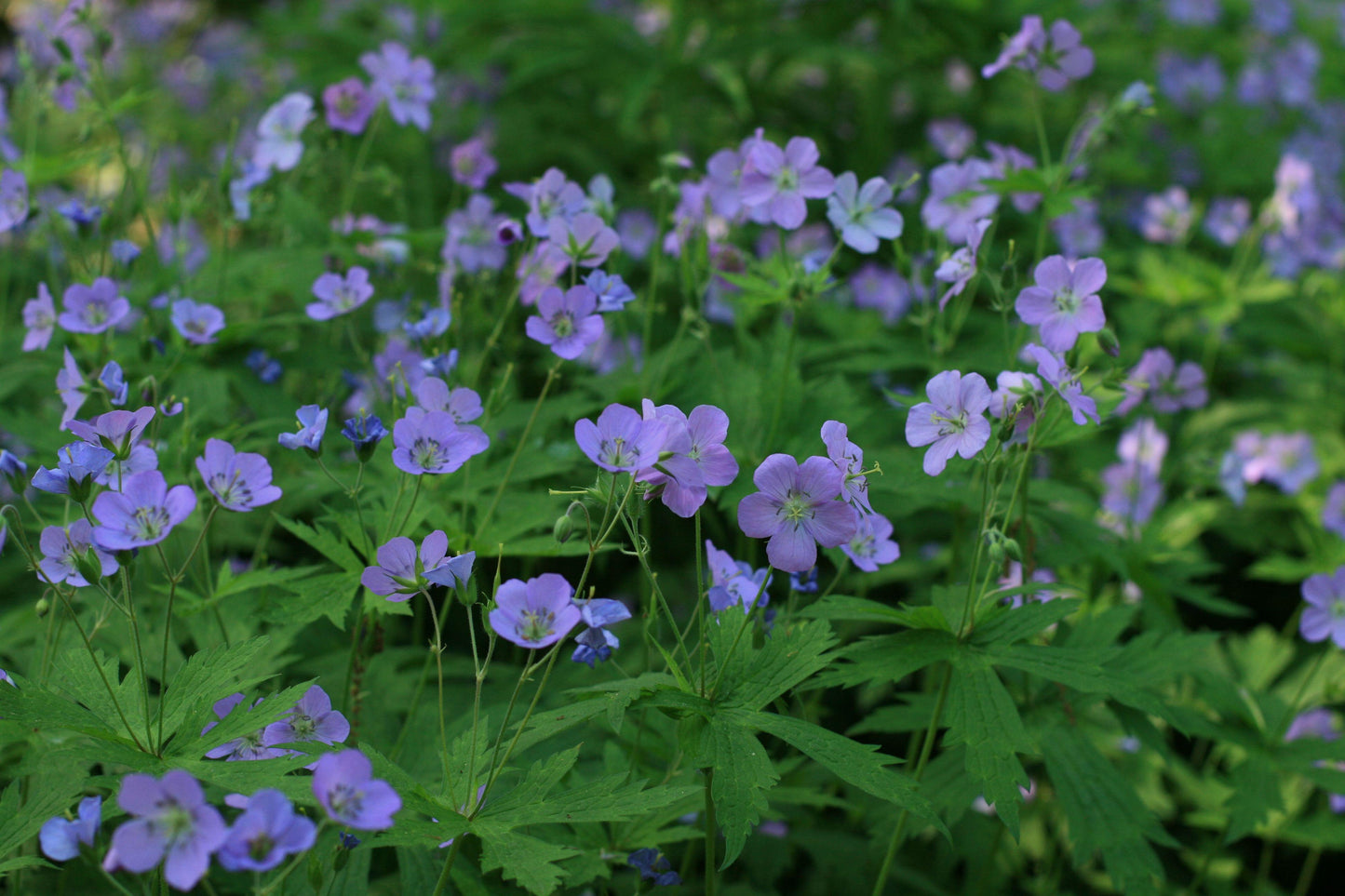G5015 Geranium Maculatum 18 Ca548c17 533b 4f9a B3e4 9160f383bc08 from www redcrocus com