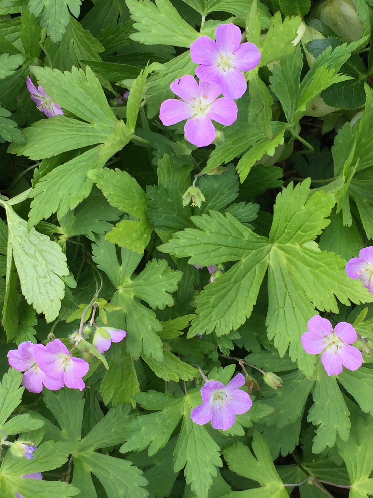 G5015 Geranium Maculatum 19 5c20f17e 9895 400a 8abe F4ddb4efc793 from www redcrocus com