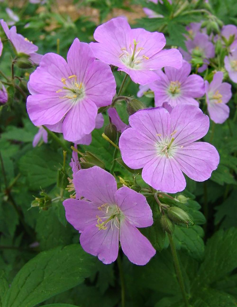 G5015 Geranium Maculatum 2 562c8876 Beb5 4669 A2b1 B9fd38af1503 from www redcrocus com