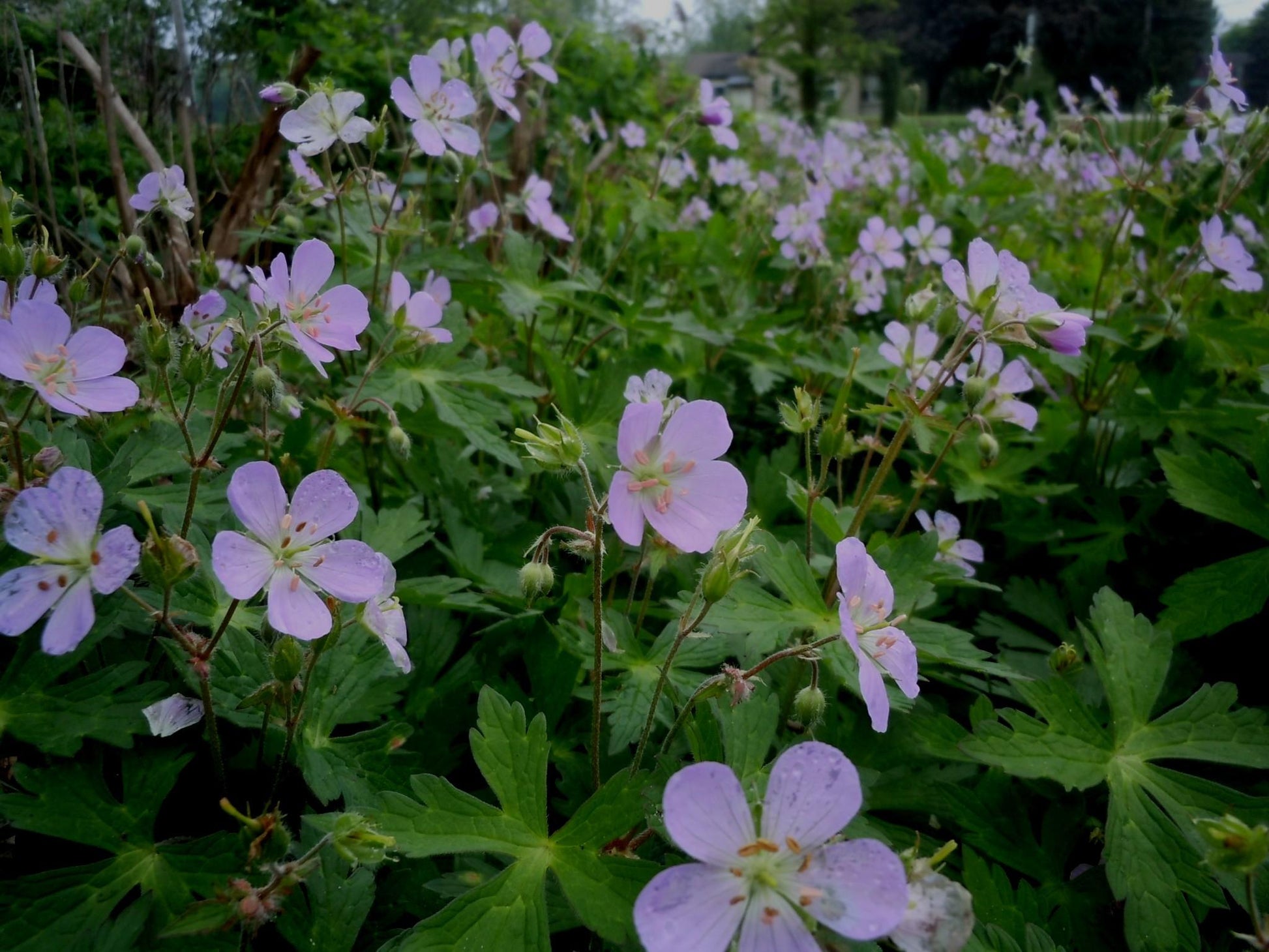 G5015 Geranium Maculatum 3 Ea5f3bd5 95af 43cb A8b1 2f2c12d1d485 from www redcrocus com