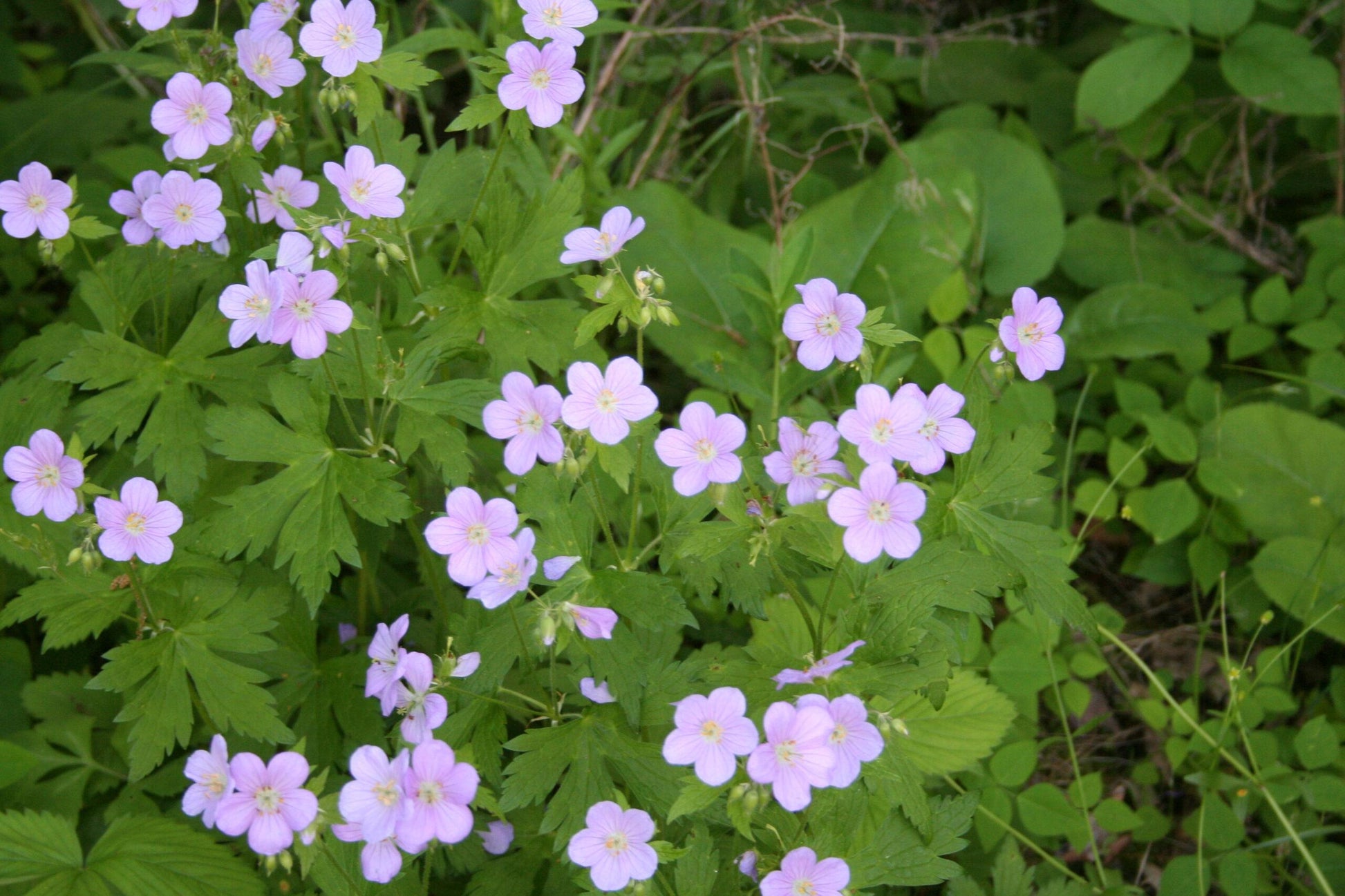 G5015 Geranium Maculatum - View 4 from www redcrocus com
