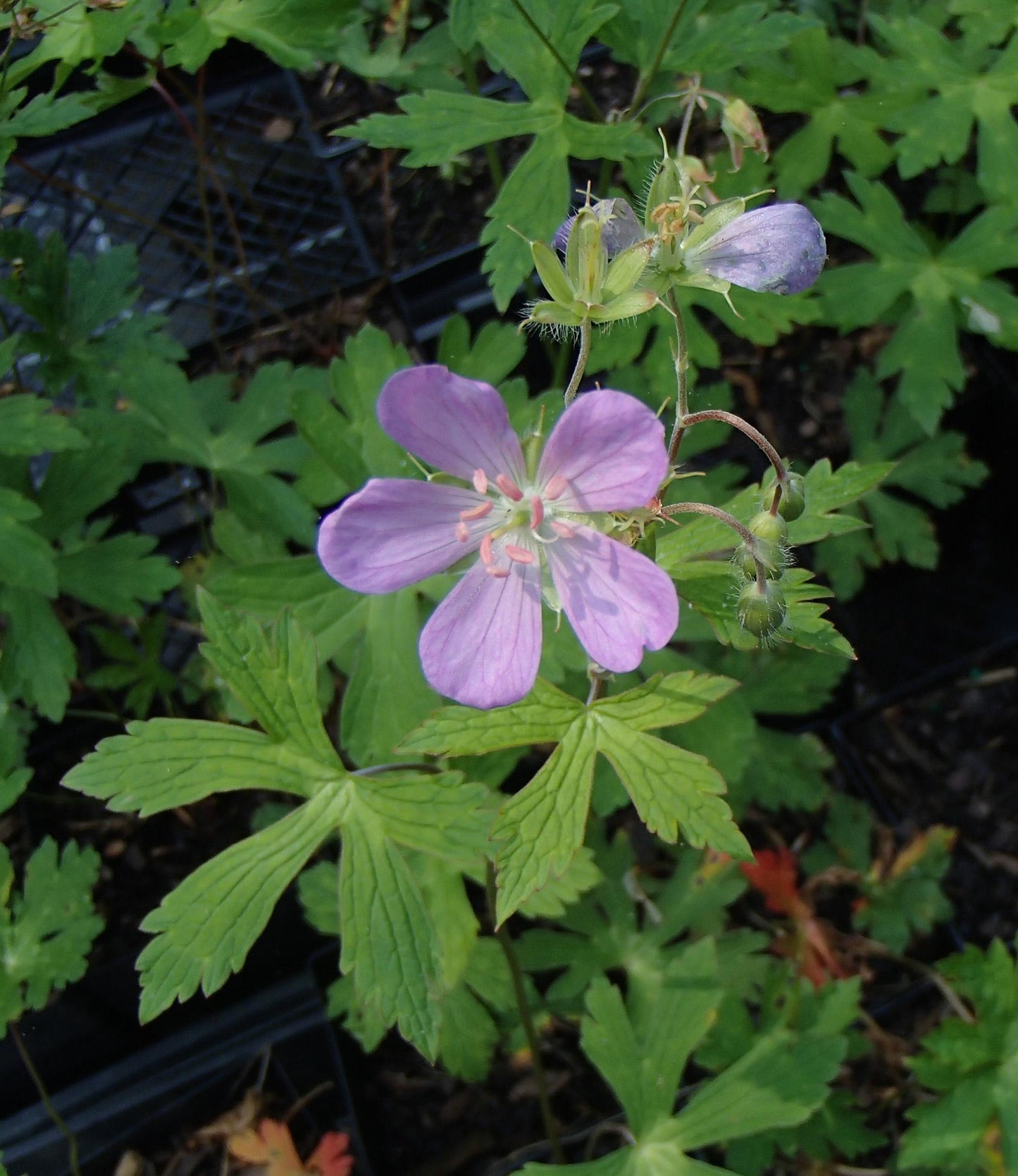 G5015 Geranium Maculatum 6 E4059930 E122 4a97 A4b6 7d6ac5c0ba09 from www redcrocus com