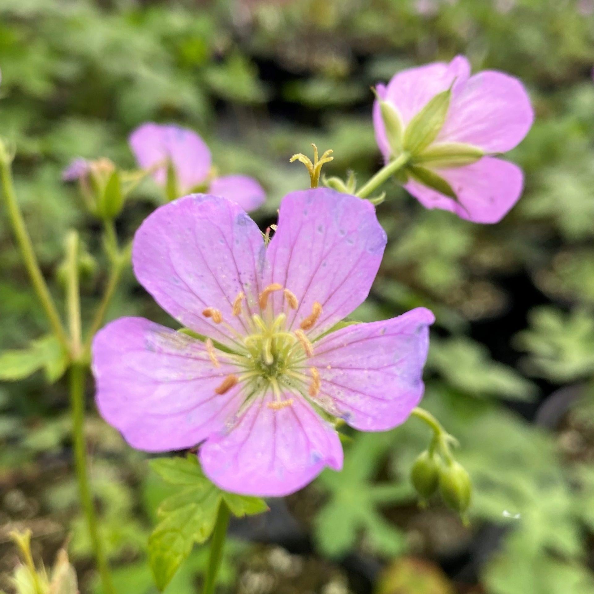 G5015 Geranium Maculatum - View 7 from www redcrocus com