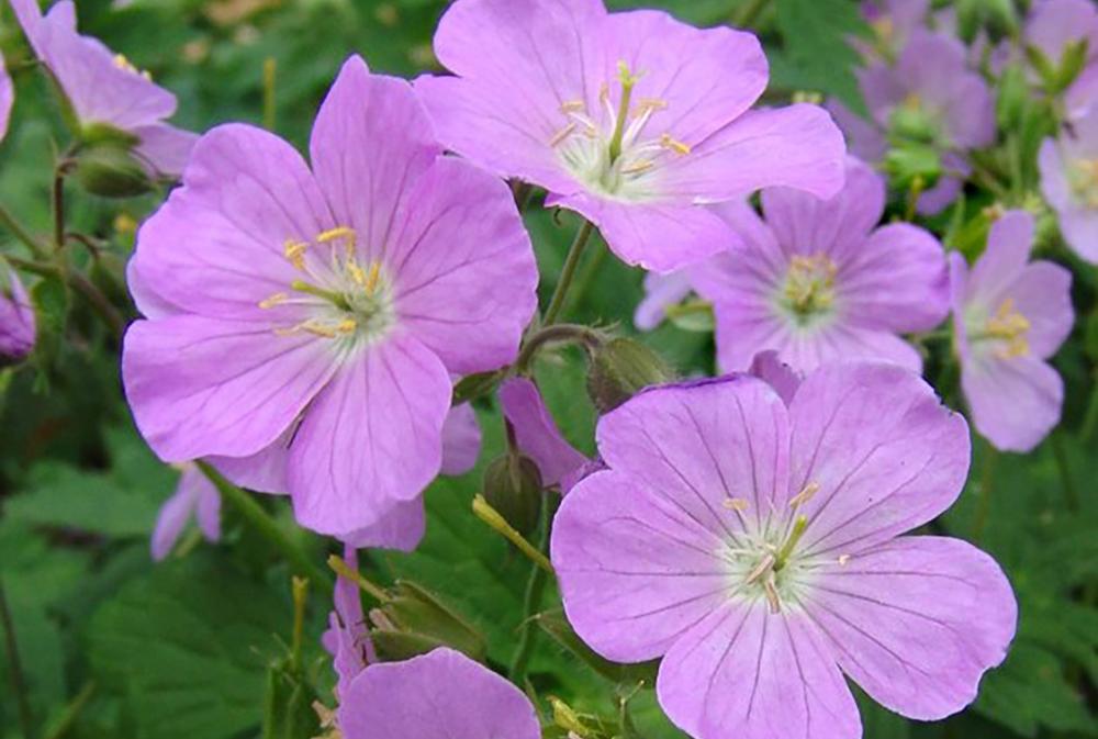 G5015 Geranium Maculatum 9 1815254e 3300 497c 8b88 5ff2a49dcb40 from www redcrocus com