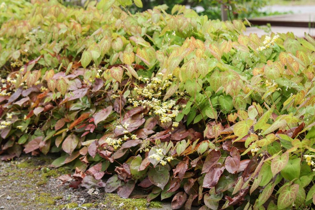 G501 Epimedium X Veriscolor Sulphureum 12 Aa6386ac 4a6a 4a7a B0d6 18720e3d7a86 from www redcrocus com