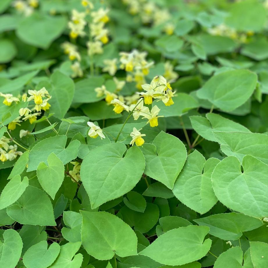 G501 Epimedium X Veriscolor Sulphureum - View 1 from www redcrocus com