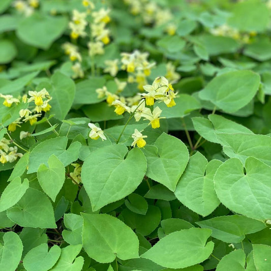 G501 Epimedium X Veriscolor Sulphureum - View 1 from www redcrocus com