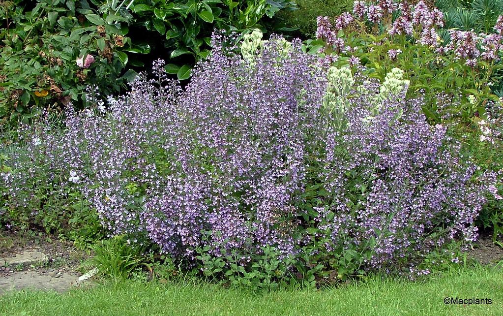 G5077 Calamintha Nepeta 'blue Cloud' - View 18 from www redcrocus com