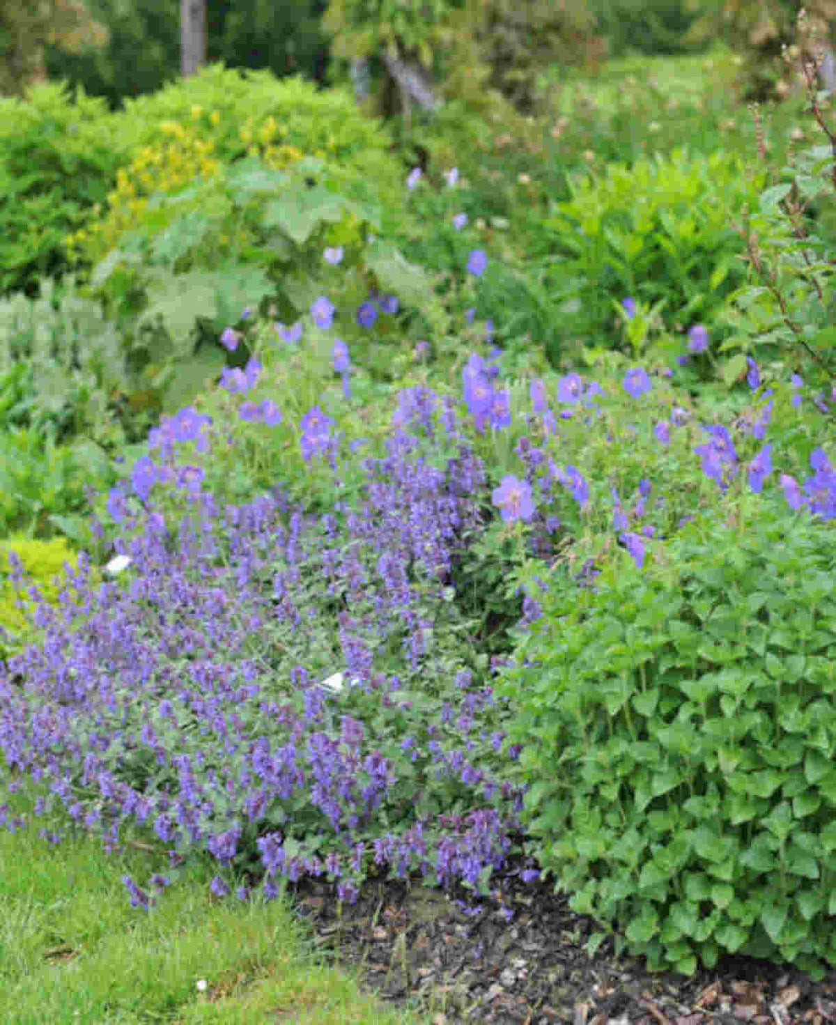 G5077 Calamintha Nepeta 'blue Cloud' - View 23 from www redcrocus com