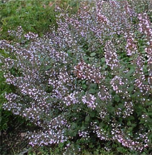G5077 Calamintha Nepeta 'blue Cloud' - View 27 from www redcrocus com
