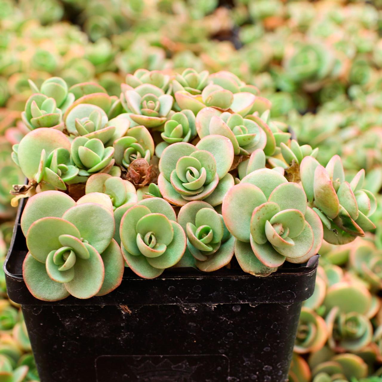 G5134 Sedum Sunsparkler Lime Zinger - View 10 from www redcrocus com