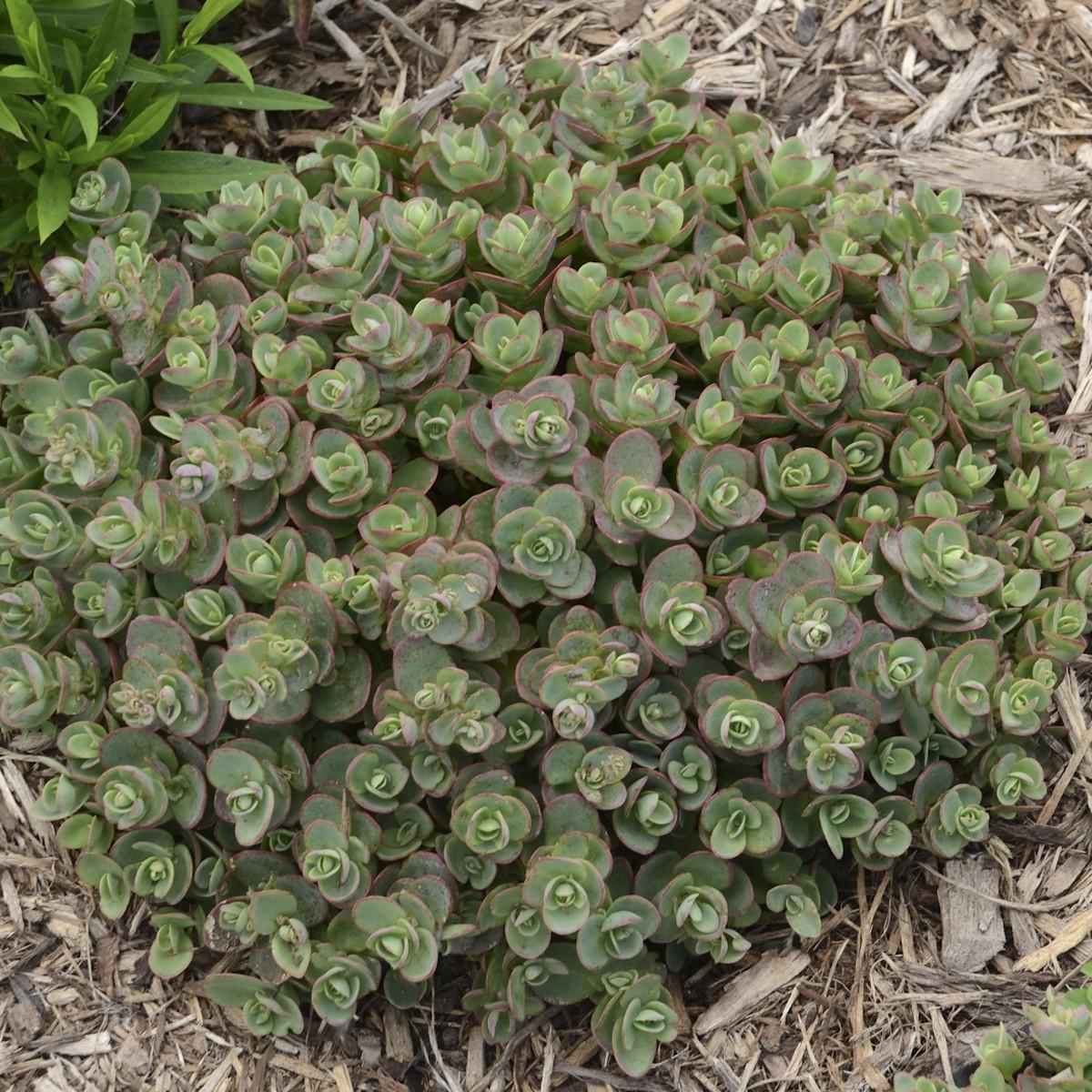 G5134 Sedum Sunsparkler Lime Zinger - View 14 from www redcrocus com