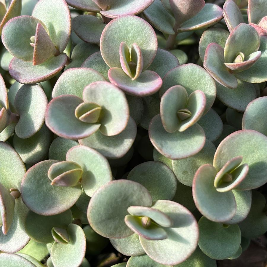 G5134 Sedum Sunsparkler Lime Zinger - View 15 from www redcrocus com