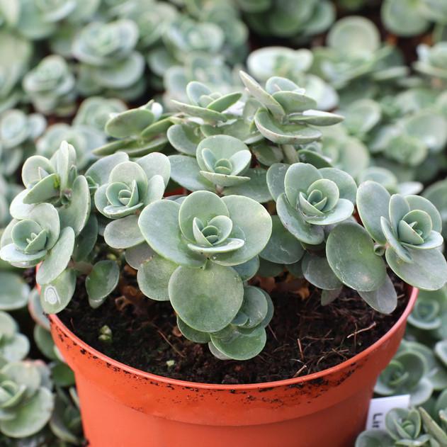 G5134 Sedum Sunsparkler Lime Zinger - View 19 from www redcrocus com