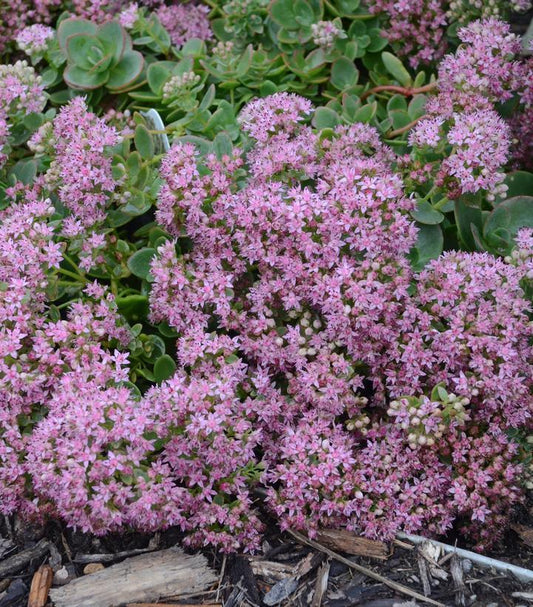 G5134 Sedum Sunsparkler Lime Zinger - View 1 from www redcrocus com