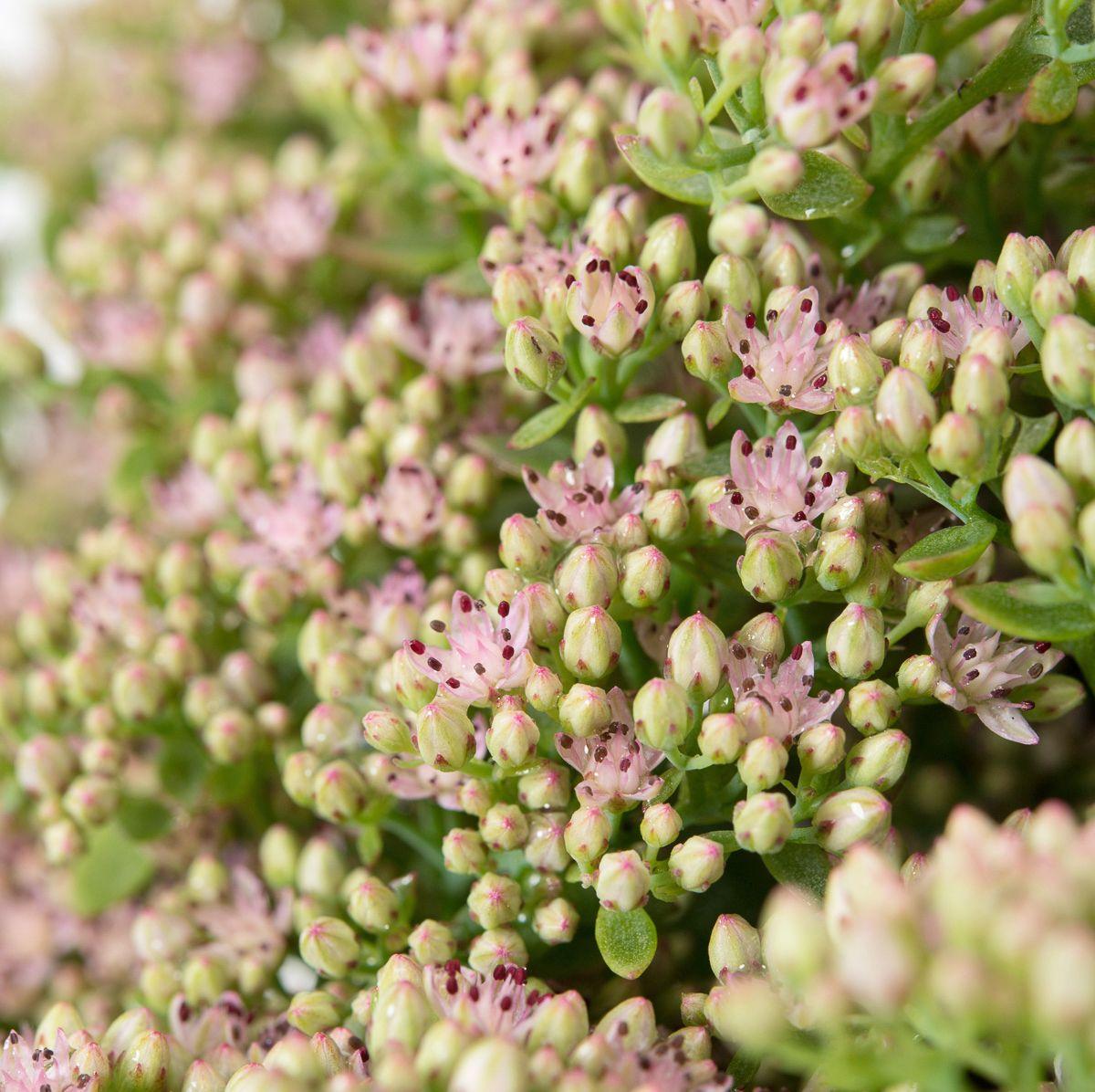 G5134 Sedum Sunsparkler Lime Zinger - View 20 from www redcrocus com