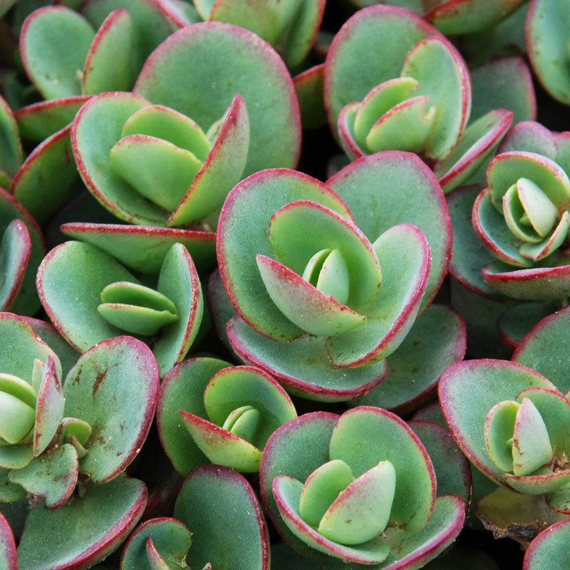 G5134 Sedum Sunsparkler Lime Zinger - View 3 from www redcrocus com