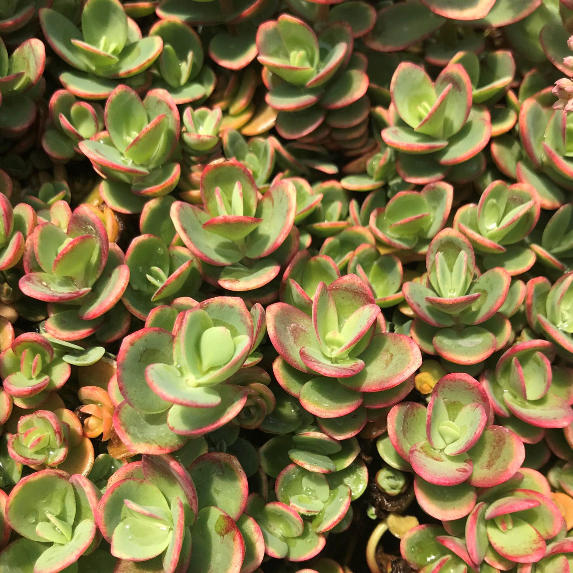 G5134 Sedum Sunsparkler Lime Zinger - View 5 from www redcrocus com