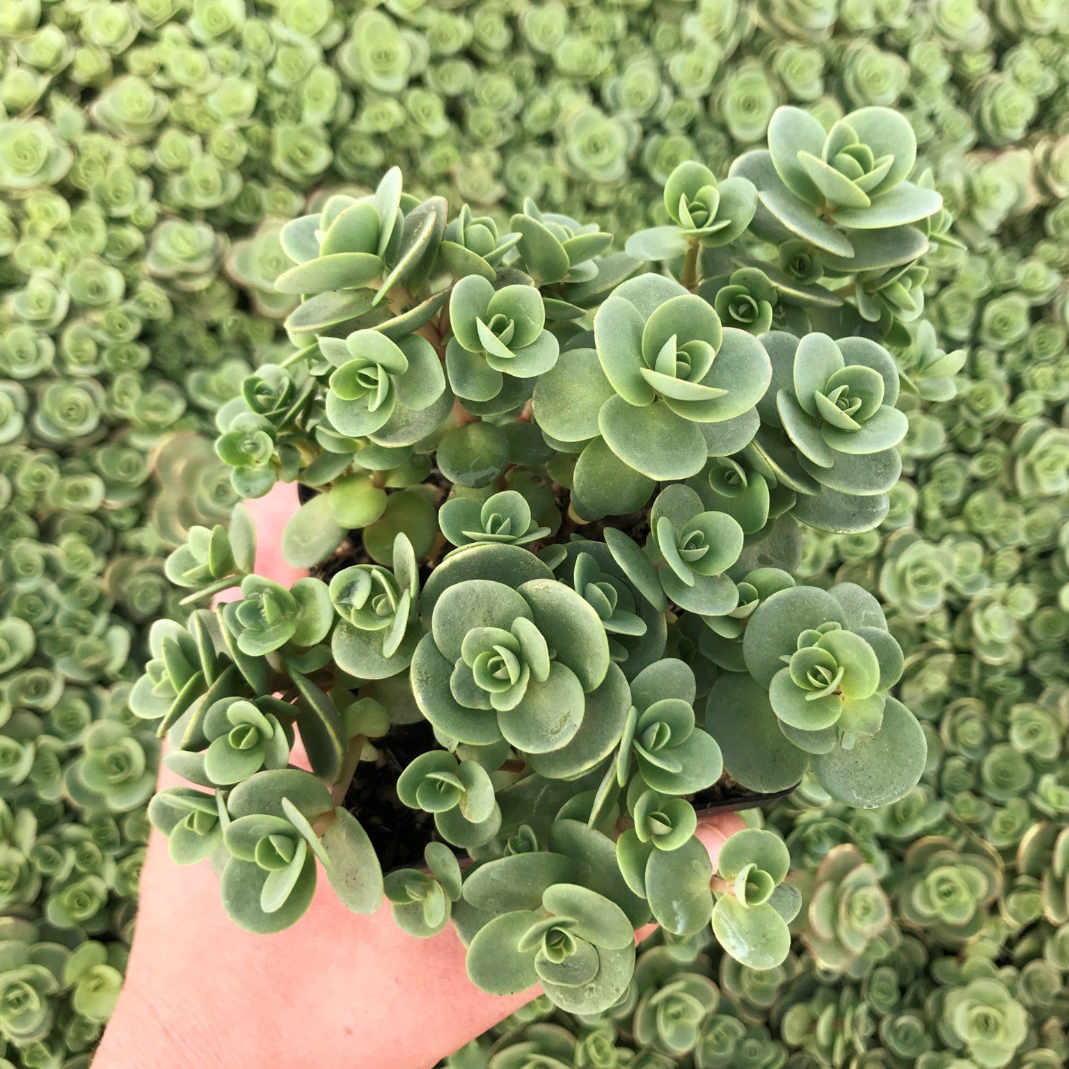 G5134 Sedum Sunsparkler Lime Zinger - View 6 from www redcrocus com