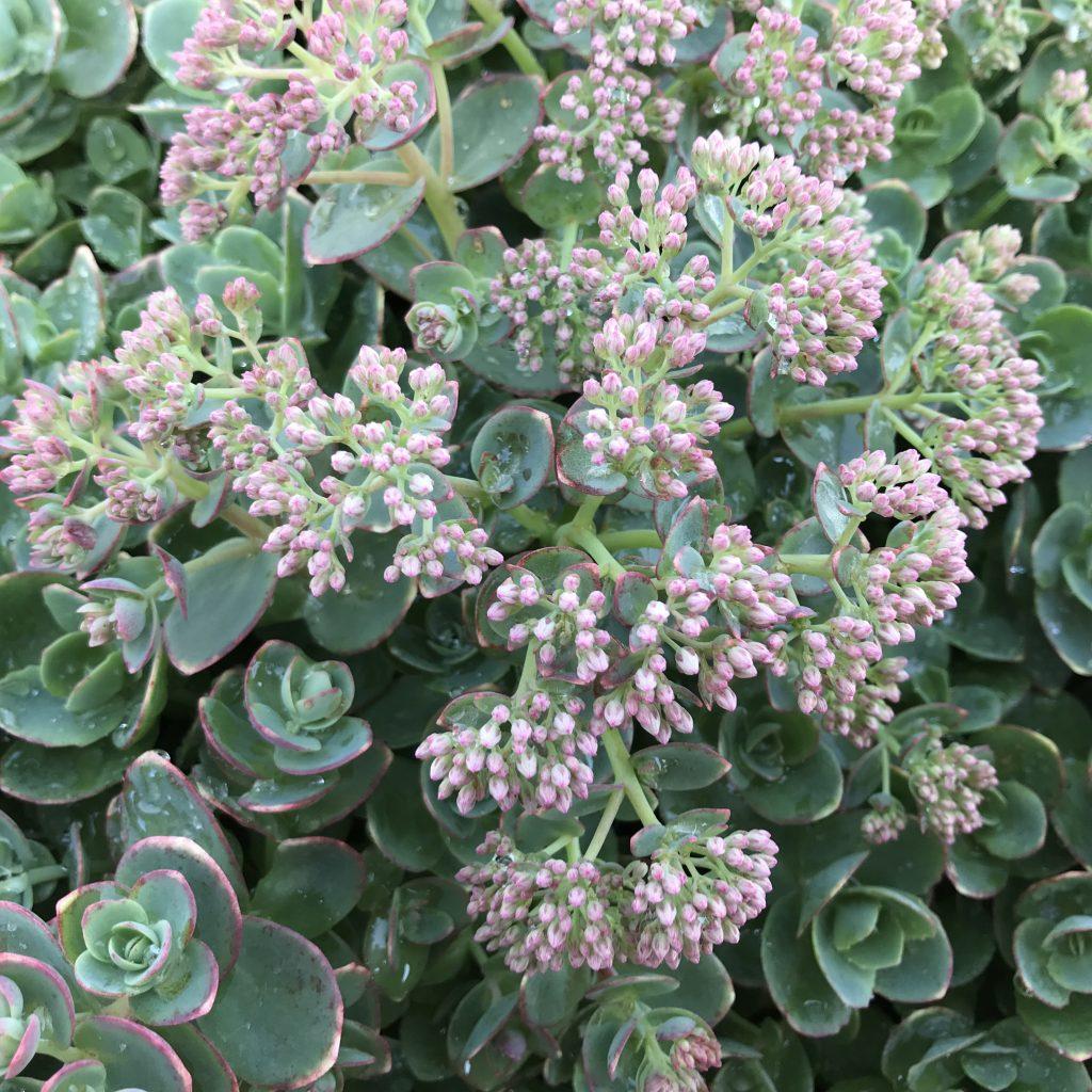 G5134 Sedum Sunsparkler Lime Zinger - View 9 from www redcrocus com