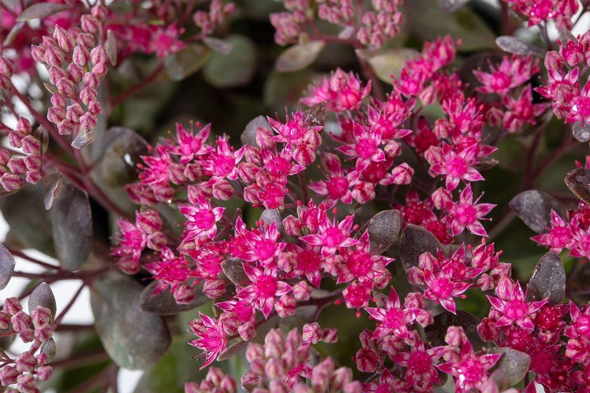 G5135 Sedum Sunsparkler Dazzleberry 10 233242cc 416b 4dd4 Ab82 A3b6a64cdcc5 from www redcrocus com