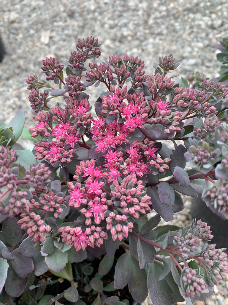 G5135 Sedum Sunsparkler Dazzleberry - View 12 from www redcrocus com