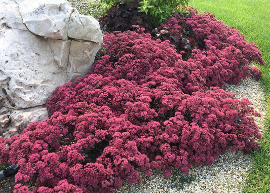 G5135 Sedum Sunsparkler Dazzleberry - View 1 from www redcrocus com