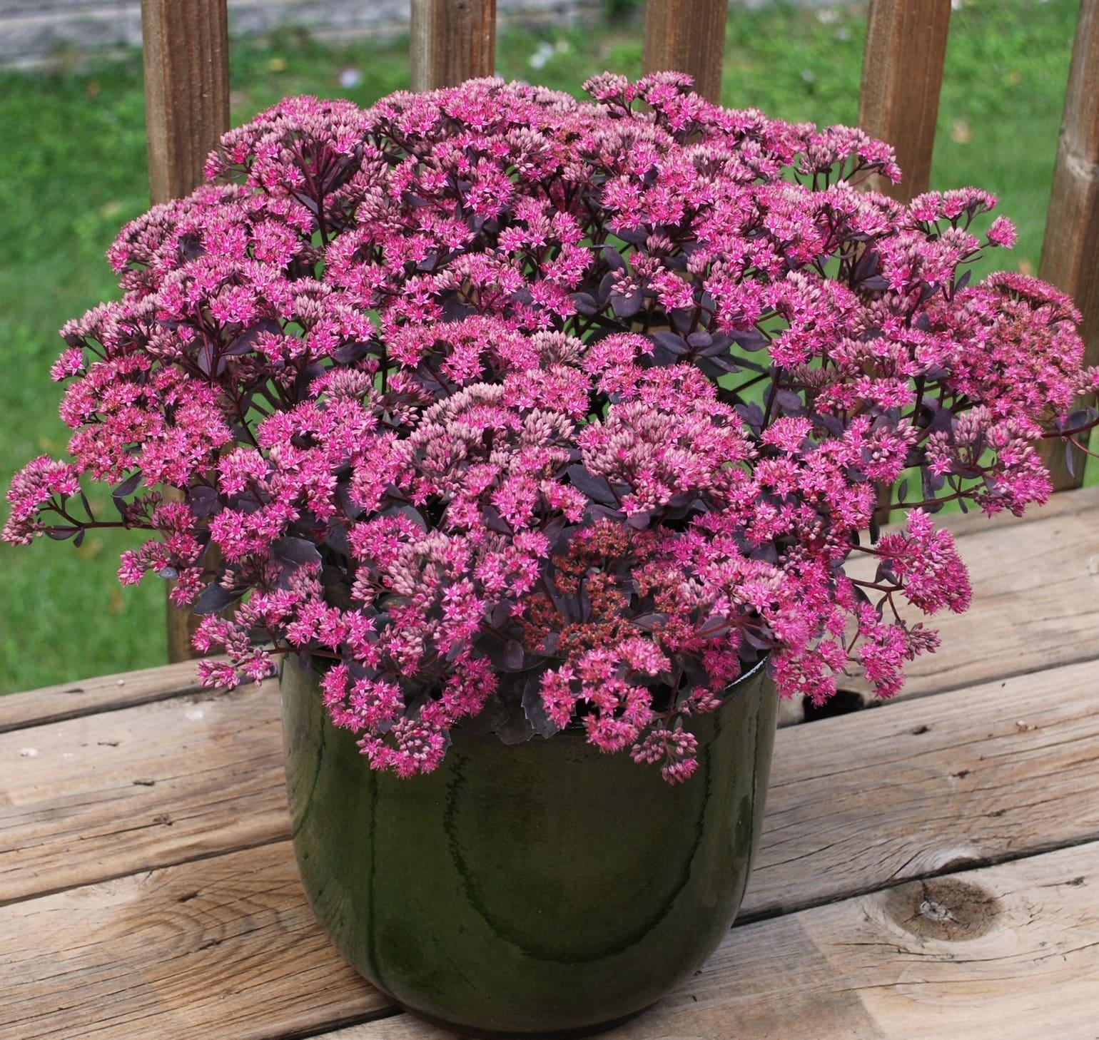 G5135 Sedum Sunsparkler Dazzleberry 2 0dd401dc F3c8 4b58 8462 9c15e0483bf1 from www redcrocus com