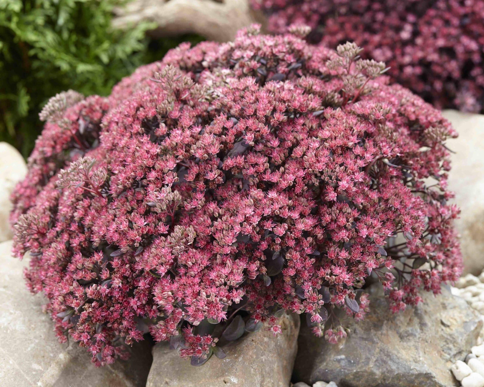 G5135 Sedum Sunsparkler Dazzleberry 6 8b6292c7 3d2d 4086 B40b 4af266b99ab6 from www redcrocus com