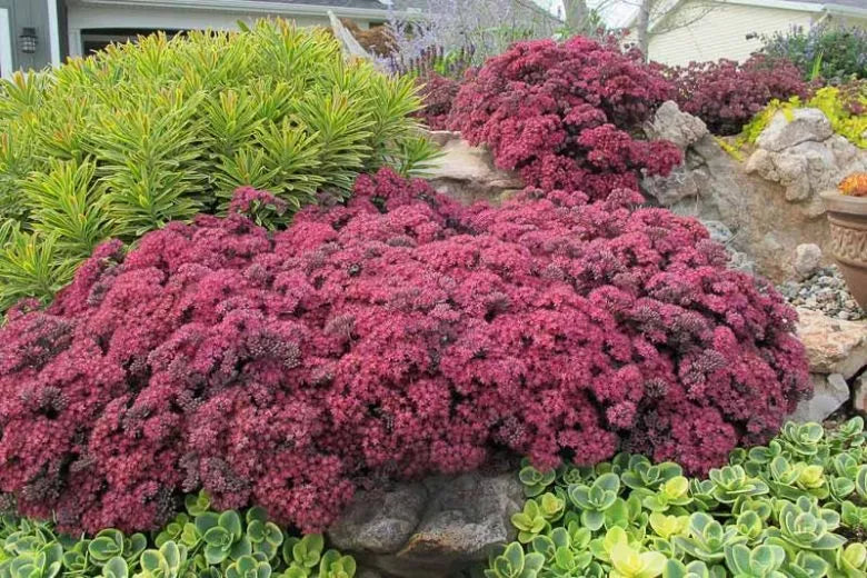G5135 Sedum Sunsparkler Dazzleberry 7 4072d6cf 06ab 4823 B1bd A4c42e237d3c from www redcrocus com