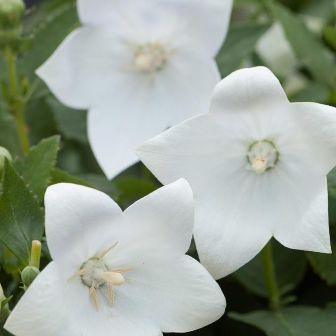 G5137 Platycodon Grandiflorus Astra White 14 859cbc6c 72db 40a5 9b72 116227cd5d9c from www redcrocus com