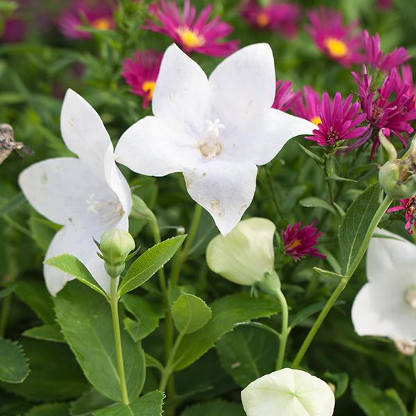 G5137 Platycodon Grandiflorus Astra White 15 D3bd1dc7 F798 42b7 B11d 7e6d85e0f41d from www redcrocus com
