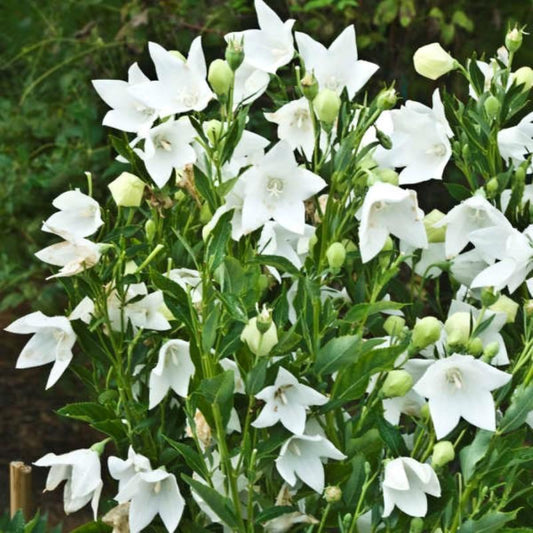 G5137 Platycodon Grandiflorus Astra White - View 1 from www redcrocus com