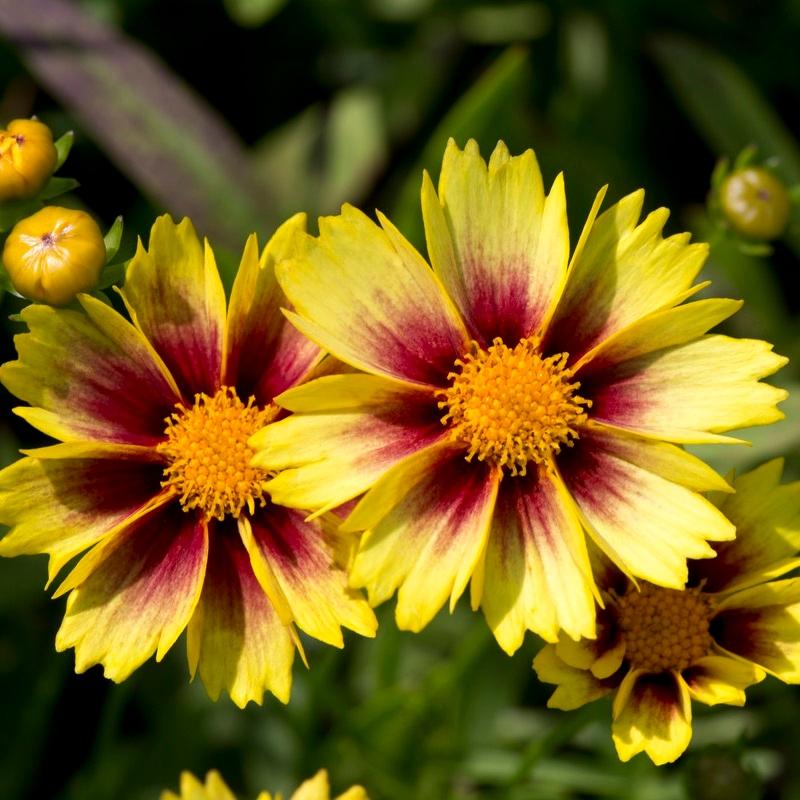 G5138 Coreopsis X Li L Bang Enchanted Eve 12 6e7bc351 3ae7 4074 Ae1a E18f98333533 from www redcrocus com