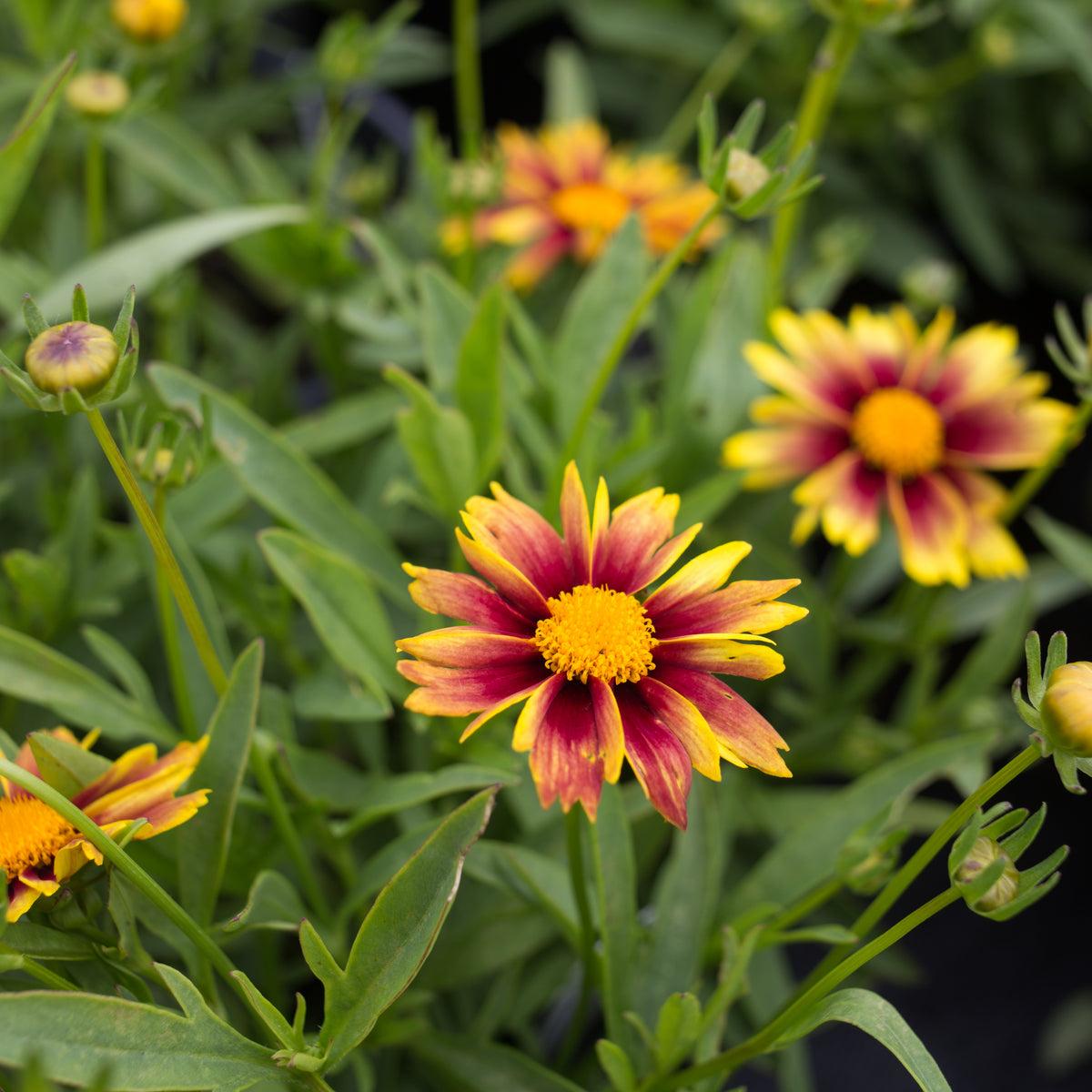 G5138 Coreopsis X Li L Bang Enchanted Eve 13 C477ef95 Cb76 49dd Ad18 4bf7289834b3 from www redcrocus com