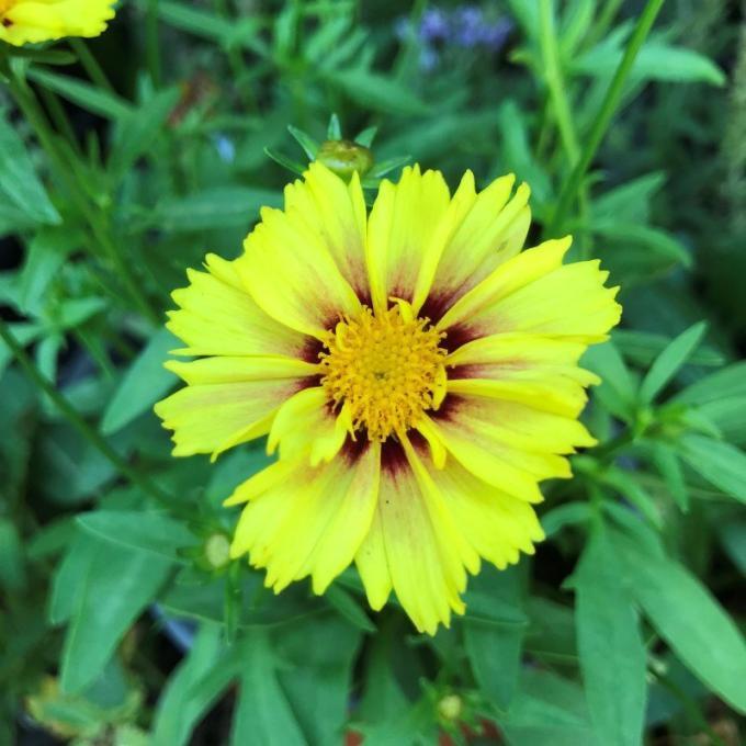 G5138 Coreopsis X Li L Bang Enchanted Eve 14 2dbc4230 A3ec 4cf6 8b75 5716e2a3803b from www redcrocus com