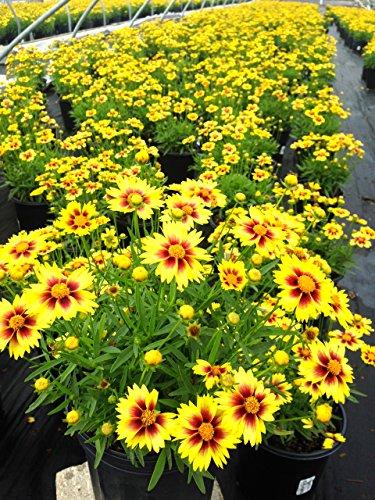 G5138 Coreopsis X Li L Bang Enchanted Eve 15 1b2ba9ec 3919 43de 8ab2 8a3460ff1531 from www redcrocus com