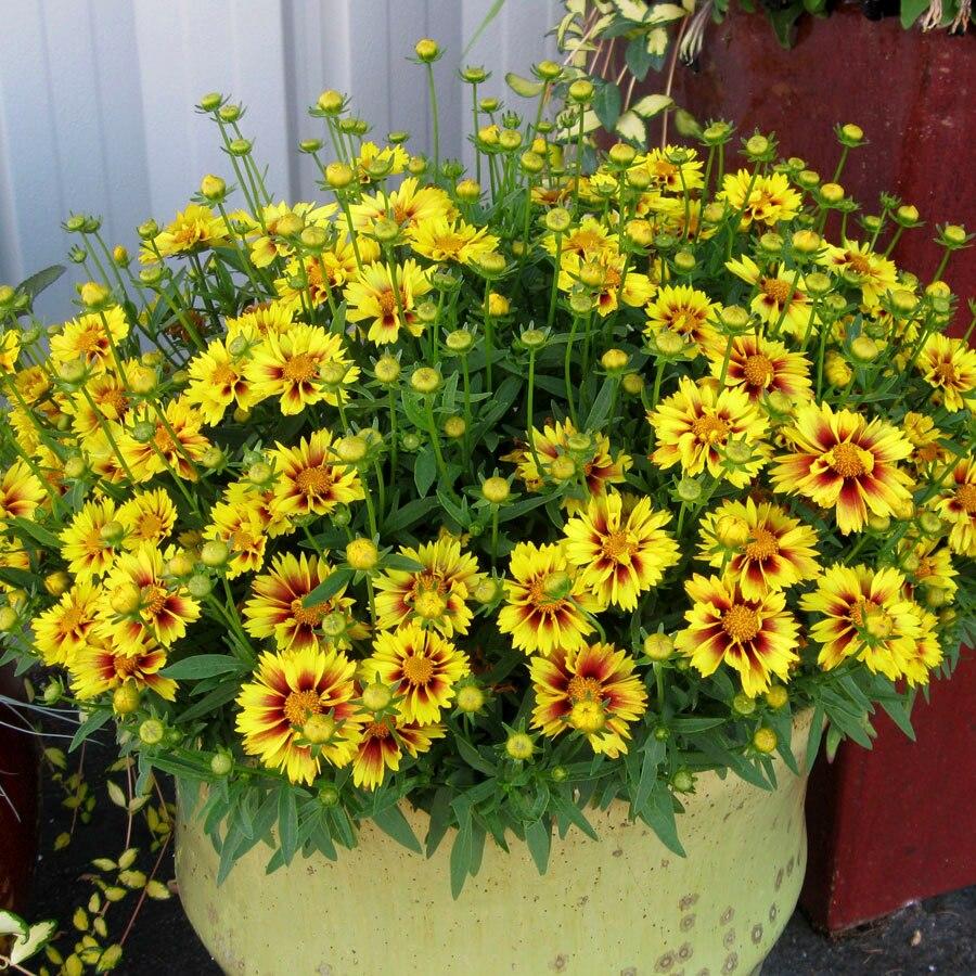 G5138 Coreopsis X Li L Bang Enchanted Eve 17 0de443e7 Dff4 46c5 A80a 18c23e64b492 from www redcrocus com