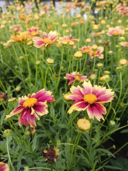 G5138 Coreopsis X Li L Bang Enchanted Eve 18 849a85f5 3f63 47de B874 4b267a3f042b from www redcrocus com