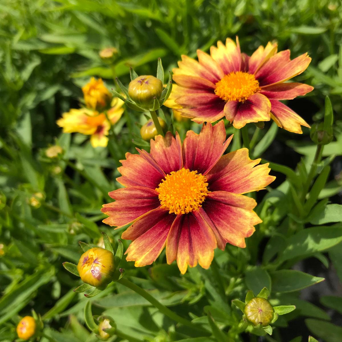 G5138 Coreopsis X Li L Bang Enchanted Eve 1 D189378e Bac4 402a B9fe 9157f95fff53 from www redcrocus com