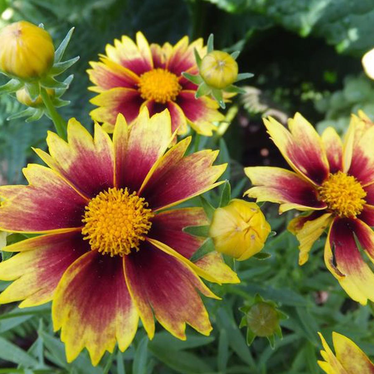G5138 Coreopsis X Li L Bang Enchanted Eve 2 5291f69b 6726 416f 884d 53857acf22da from www redcrocus com
