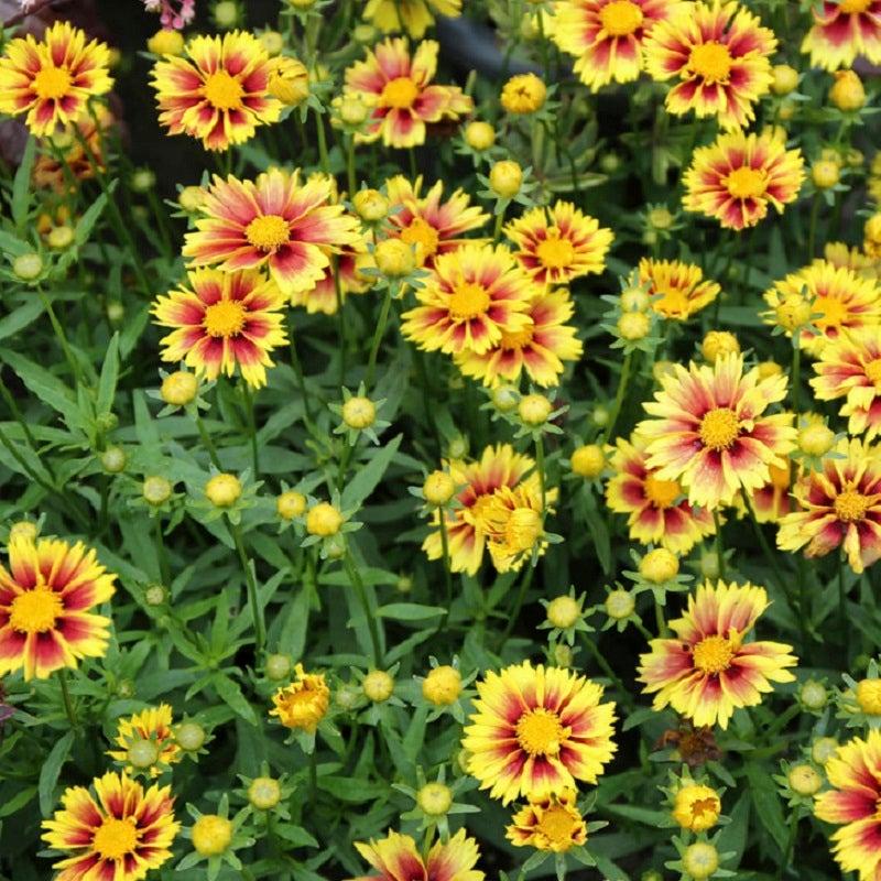 G5138 Coreopsis X Li L Bang Enchanted Eve 3 132c5c2b 0622 4cf5 B84d 46be6d4213f5 from www redcrocus com