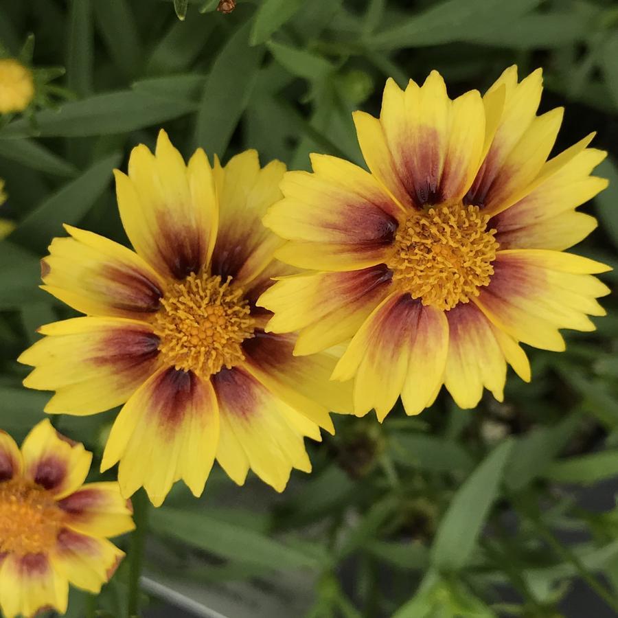 G5138 Coreopsis X Li L Bang Enchanted Eve 4 B7adaf3a A0ad 428e 9f5c 4ae3cced9d5a from www redcrocus com