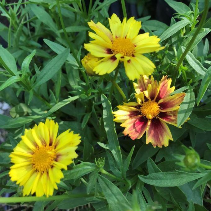G5138 Coreopsis X Li L Bang Enchanted Eve 5 2ef39c7b Db19 4a30 8a42 B6005ec4128c from www redcrocus com