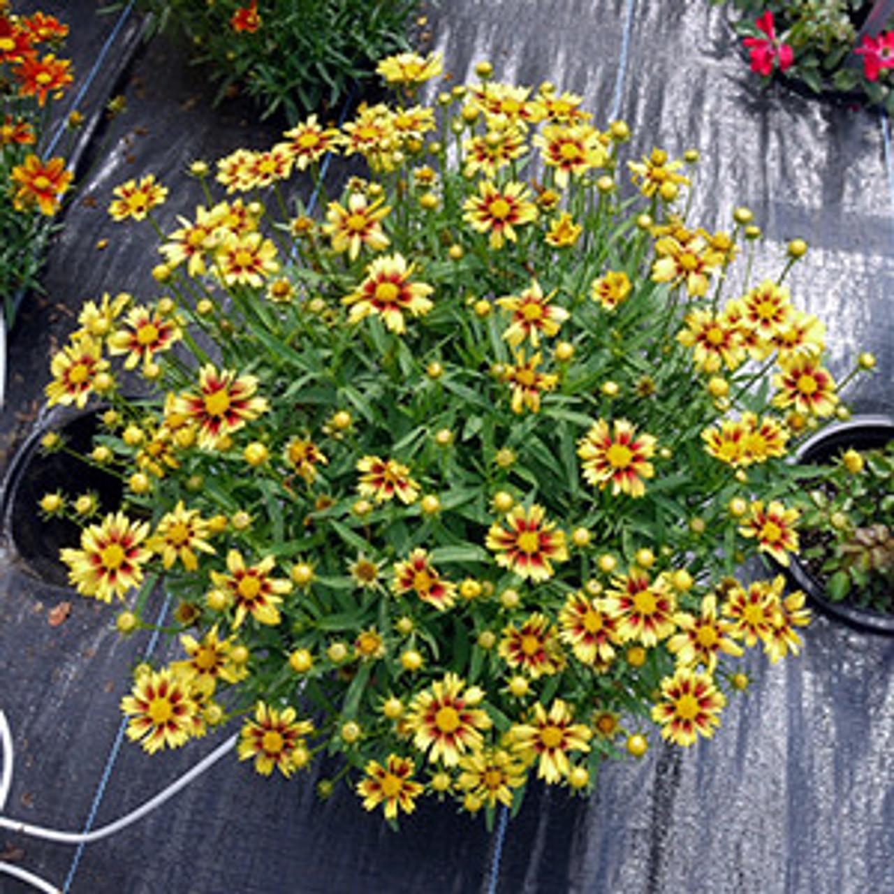 G5138 Coreopsis X Li L Bang Enchanted Eve 6 41cc21bf 3a4a 4176 842c Dcb67e146fff from www redcrocus com