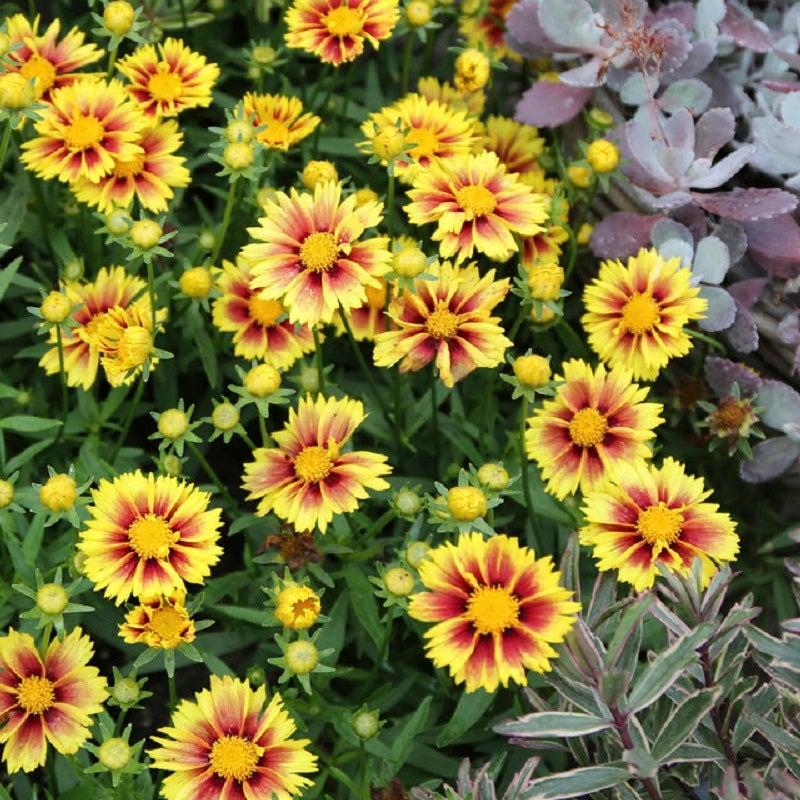 G5138 Coreopsis X Li L Bang Enchanted Eve 7 1108ab75 2a52 4137 A482 70f77e595b88 from www redcrocus com