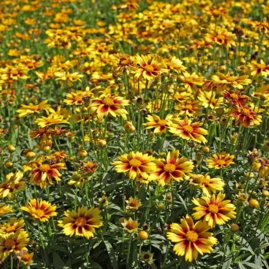 G5138 Coreopsis X Li L Bang Enchanted Eve 8 F1b3a0ab 4a62 4f62 8afb 42f50abd5ba9 from www redcrocus com